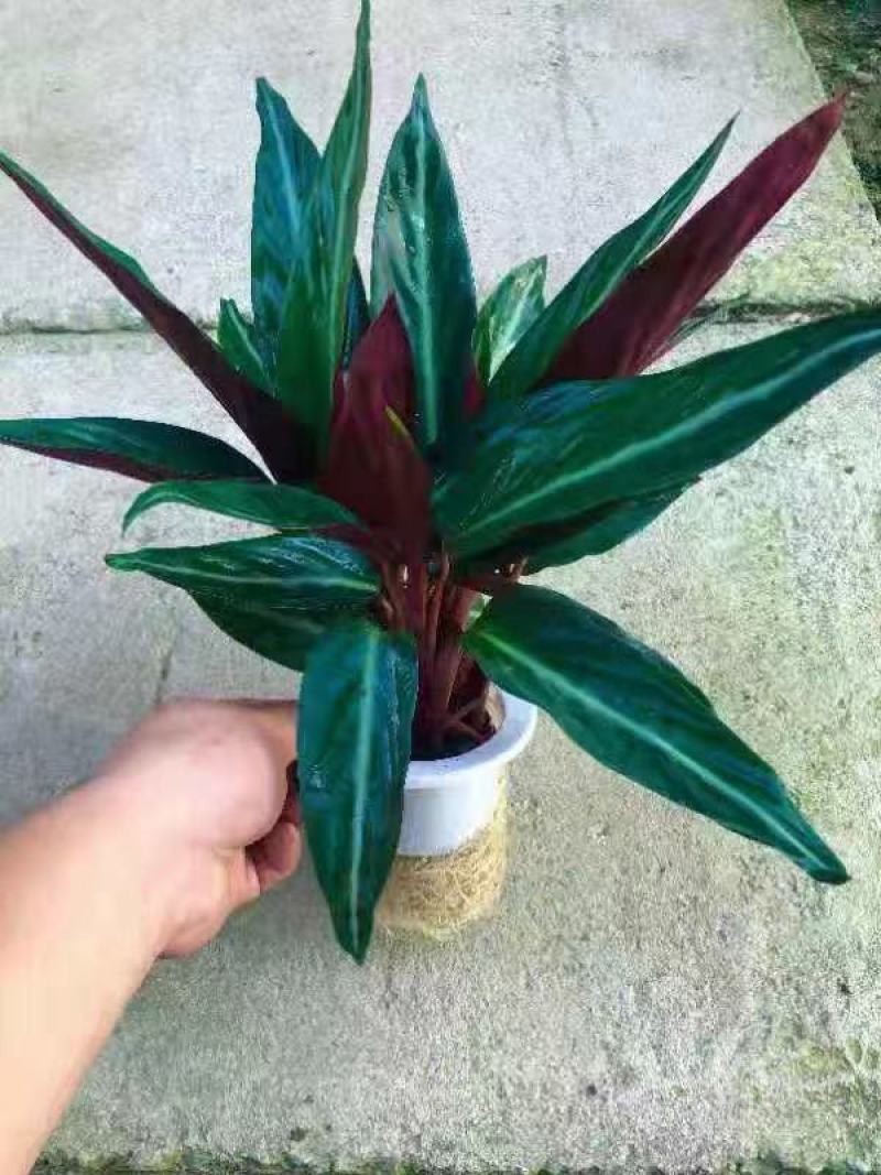 水培网红绿植室内绿植盆栽基地直销精品盆栽全国一件代发物美