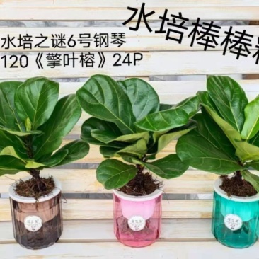 水培网红绿植室内绿植盆栽基地直销精品盆栽全国一件代发物美