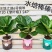 水培网红绿植室内绿植盆栽基地直销精品盆栽全国一件代发物美