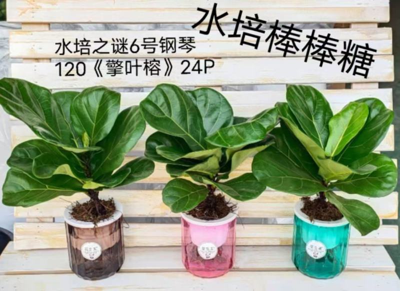 水培网红绿植室内绿植盆栽基地直销精品盆栽全国一件代发物美