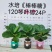 水培网红绿植室内绿植盆栽基地直销精品盆栽全国一件代发物美