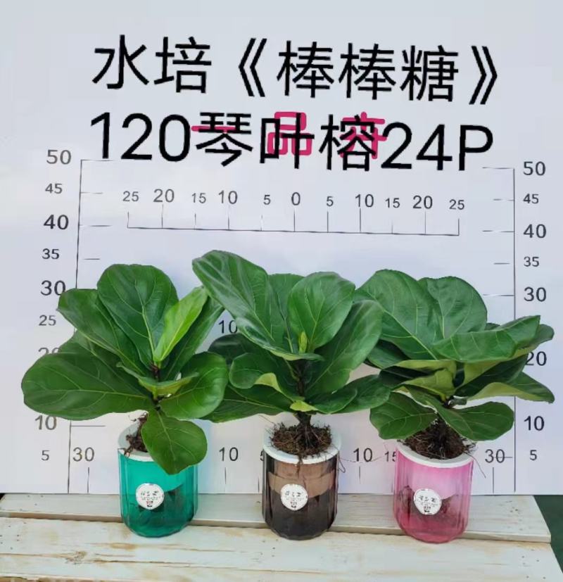 水培网红绿植室内绿植盆栽基地直销精品盆栽全国一件代发物美