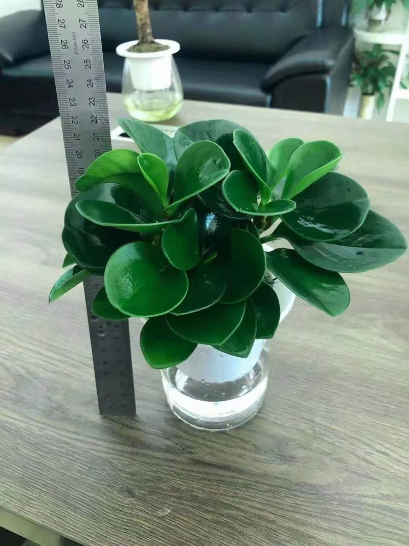 水培网红绿植室内绿植盆栽基地直销精品盆栽全国一件代发物美