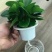 水培网红绿植室内绿植盆栽基地直销精品盆栽全国一件代发物美