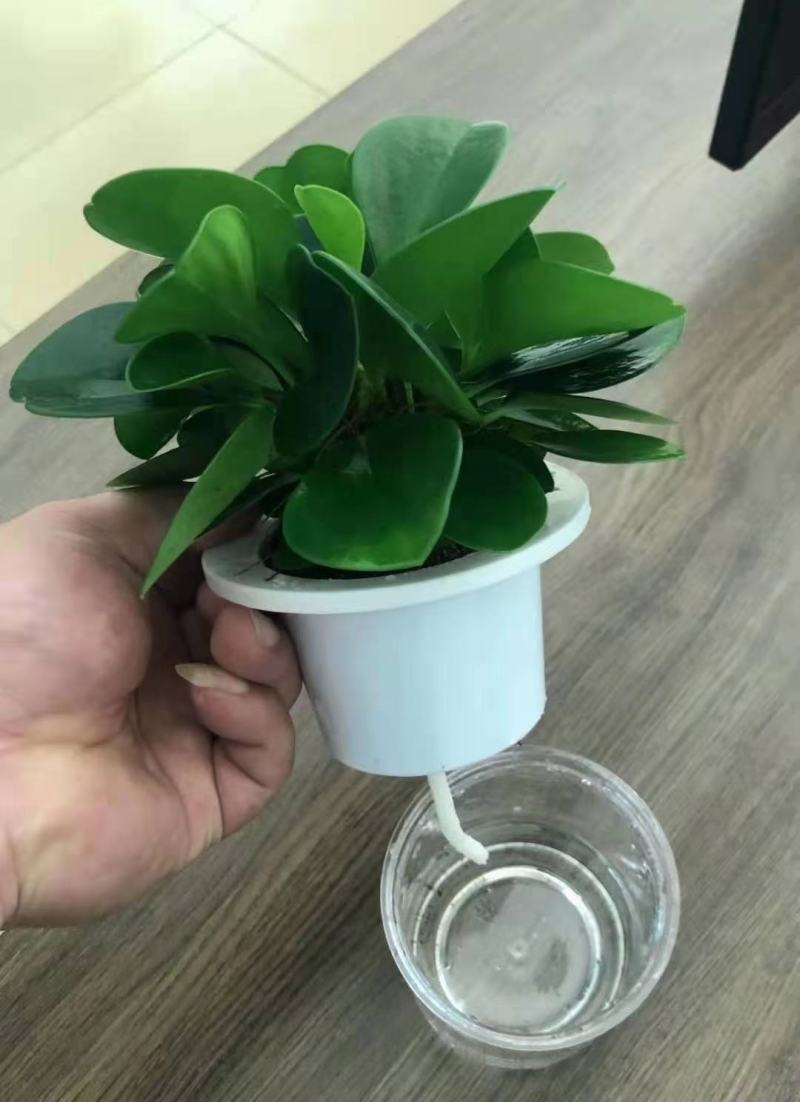 水培网红绿植室内绿植盆栽基地直销精品盆栽全国一件代发物美