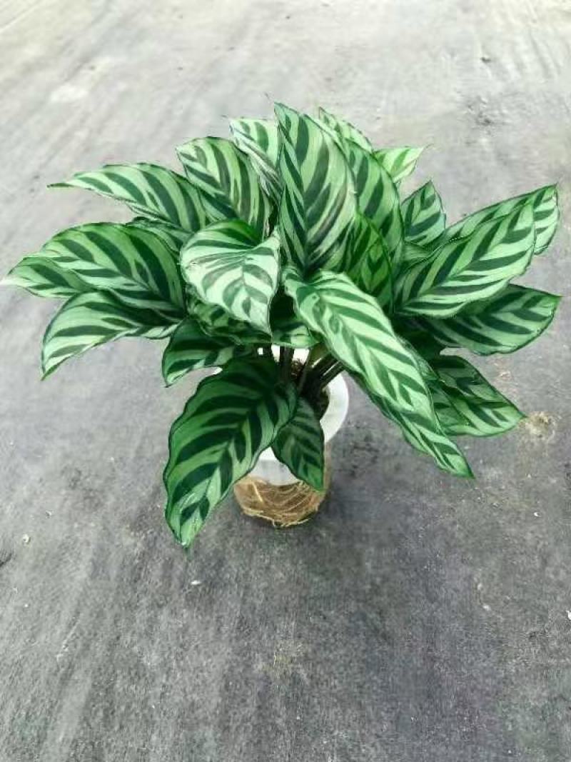 水培网红绿植室内绿植盆栽基地直销精品盆栽全国一件代发物美