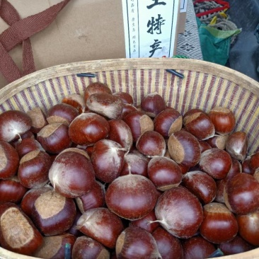 2023新鲜板栗