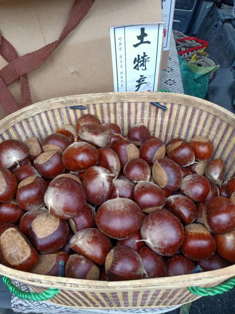 2023新鲜板栗