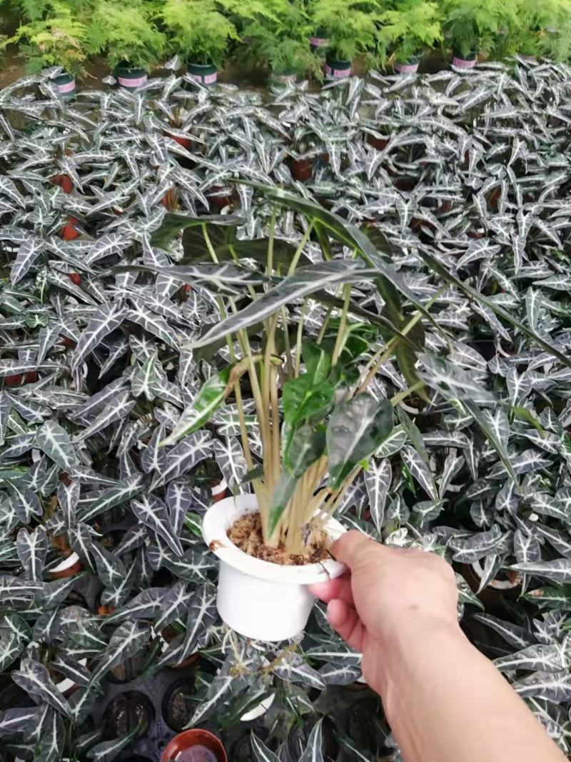 水培网红绿植室内绿植盆栽基地直销精品盆栽全国一件代发物美