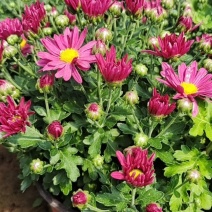 国庆菊9~10月初国庆菊国庆菊盆栽基地直供精品