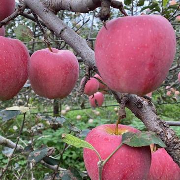 纸袋膜袋红富士苹果地头现摘现发保质保量代发全国