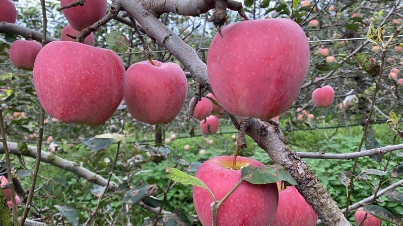 纸袋膜袋红富士苹果地头现摘现发保质保量代发全国