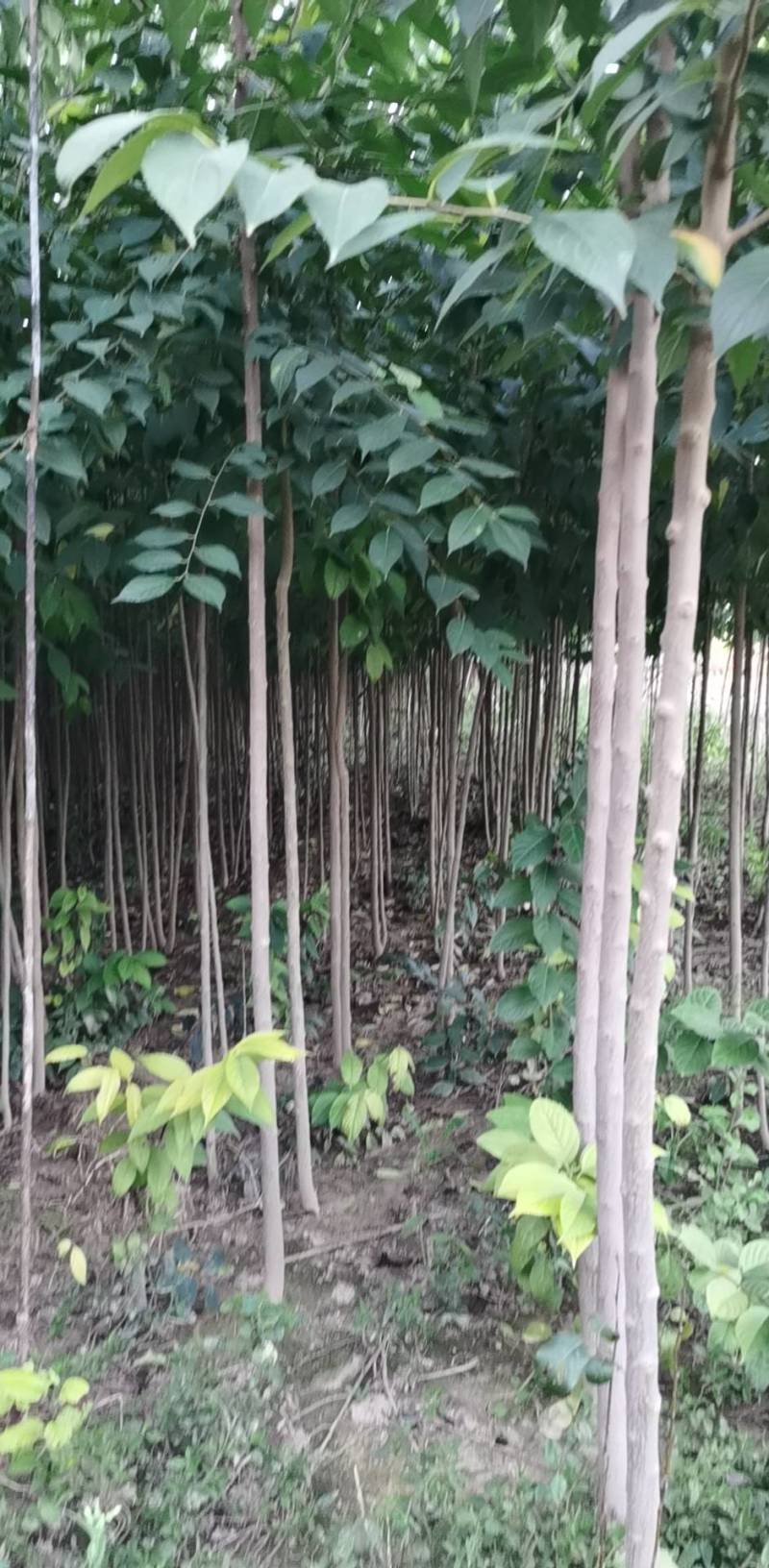 杜仲苗