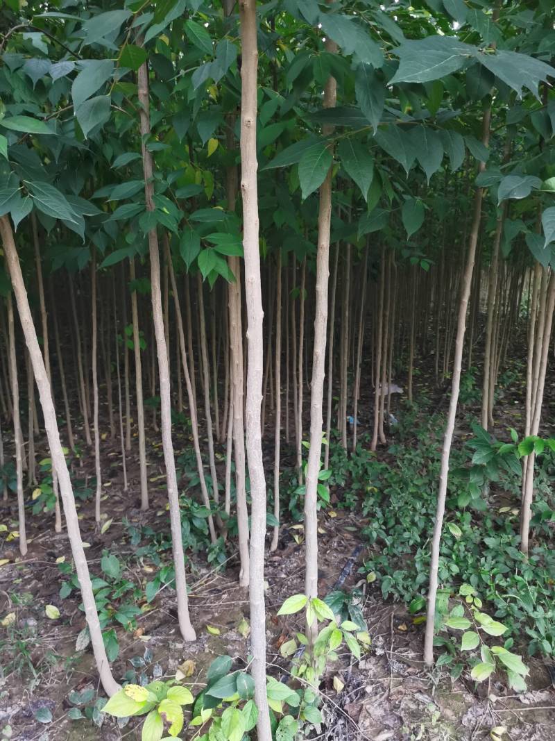 杜仲苗