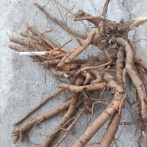大量出售鲜牡丹根
