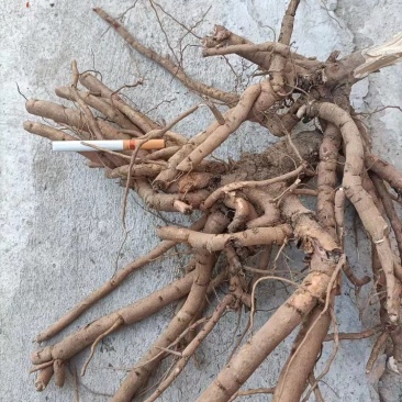 大量出售鲜牡丹根