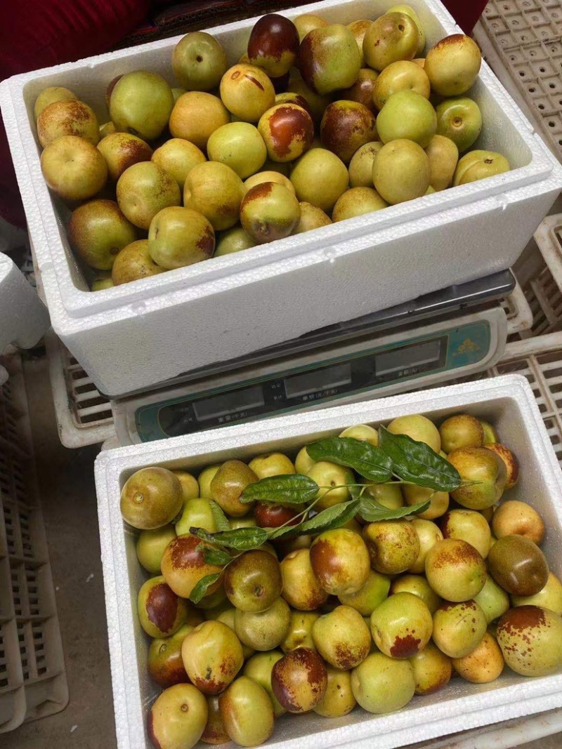 大棚冬枣