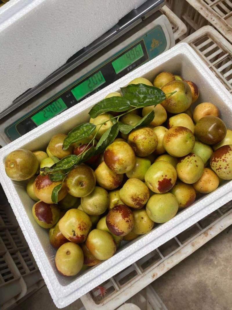 大棚冬枣