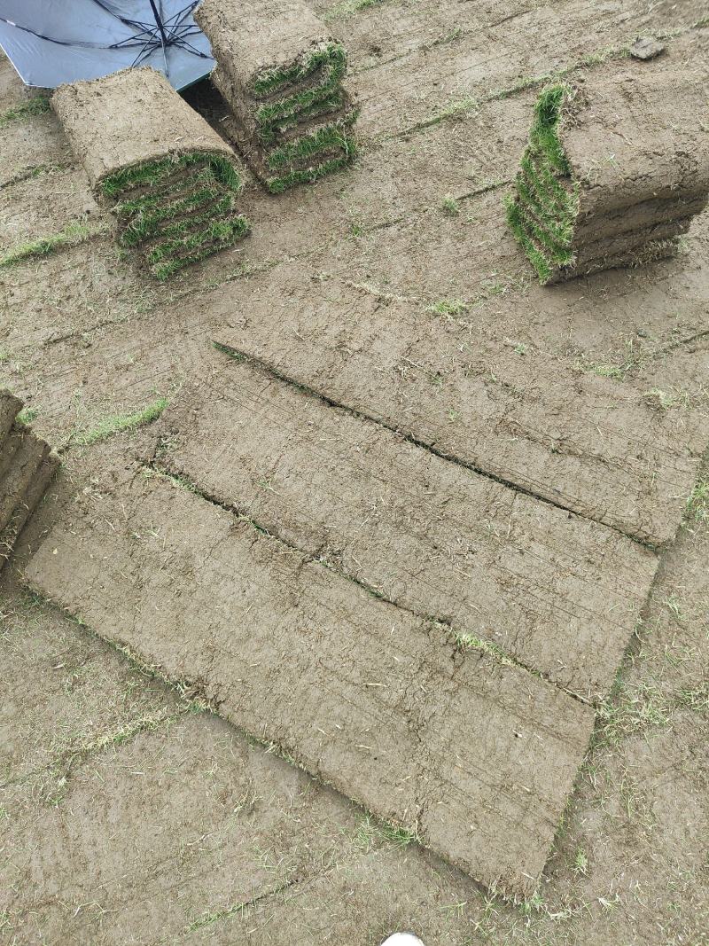 【实力推荐】马尼拉草卷