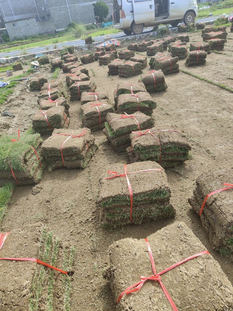 【实力推荐】马尼拉草卷