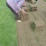 【实力推荐】马尼拉草卷