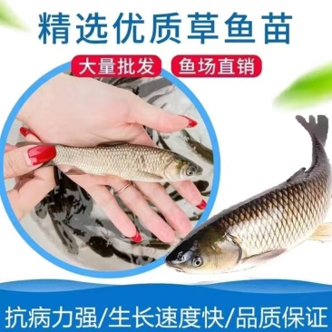 草鱼苗，全国各地免费送货上门，货到付款，量大从优