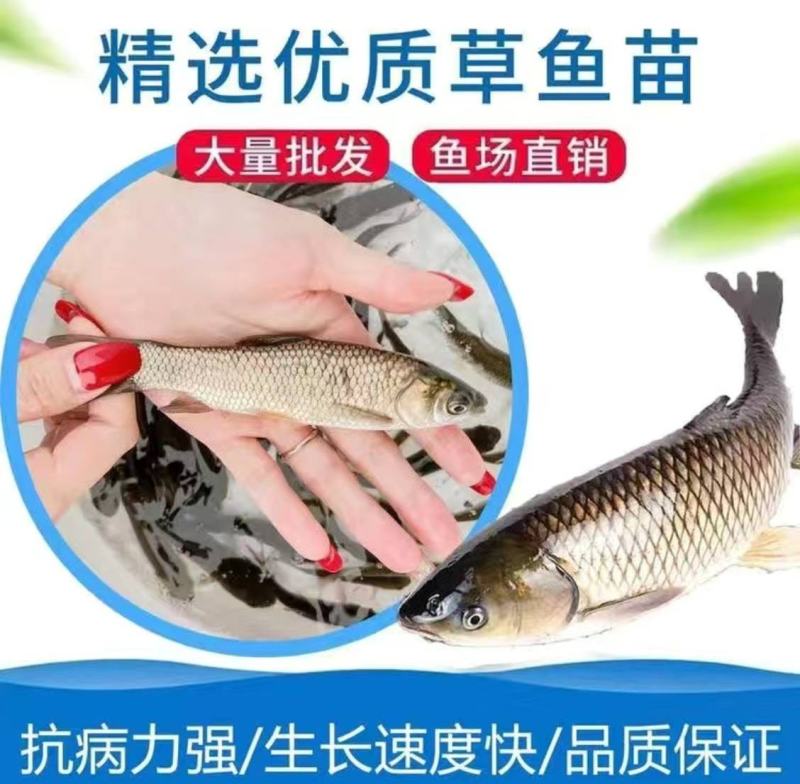 草鱼苗，全国各地免费送货上门，货到付款，量大从优