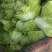 乛夏阳白菜大量供应价格便宜品质保证诚信经营