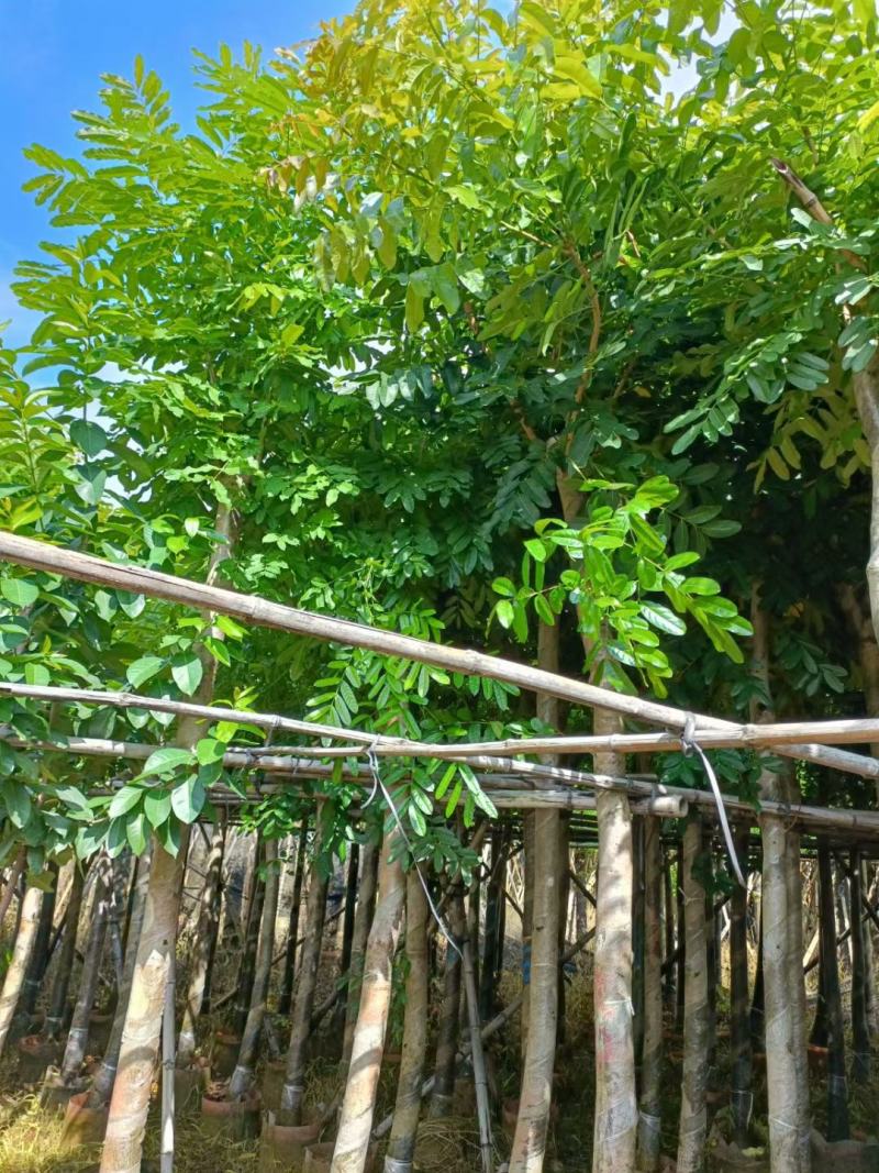 桃花心木，产地直销5-8-10-12分桃花心木袋苗