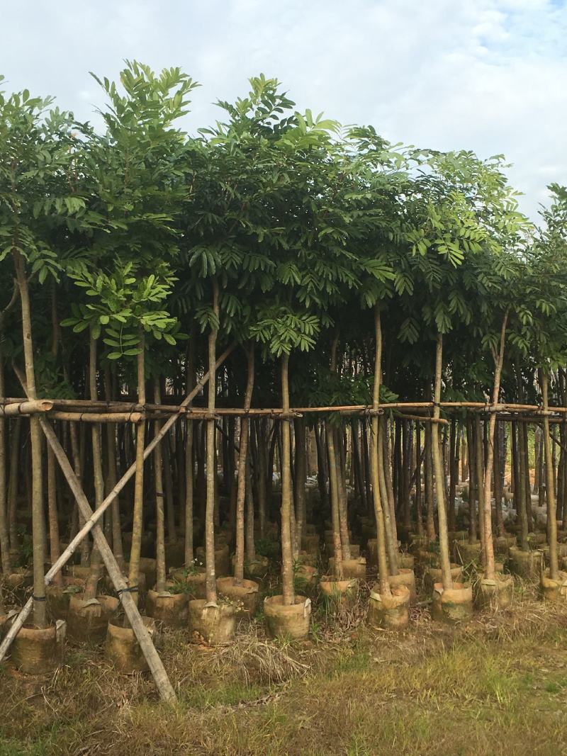 桃花心木，产地直销5-8-10-12分桃花心木袋苗