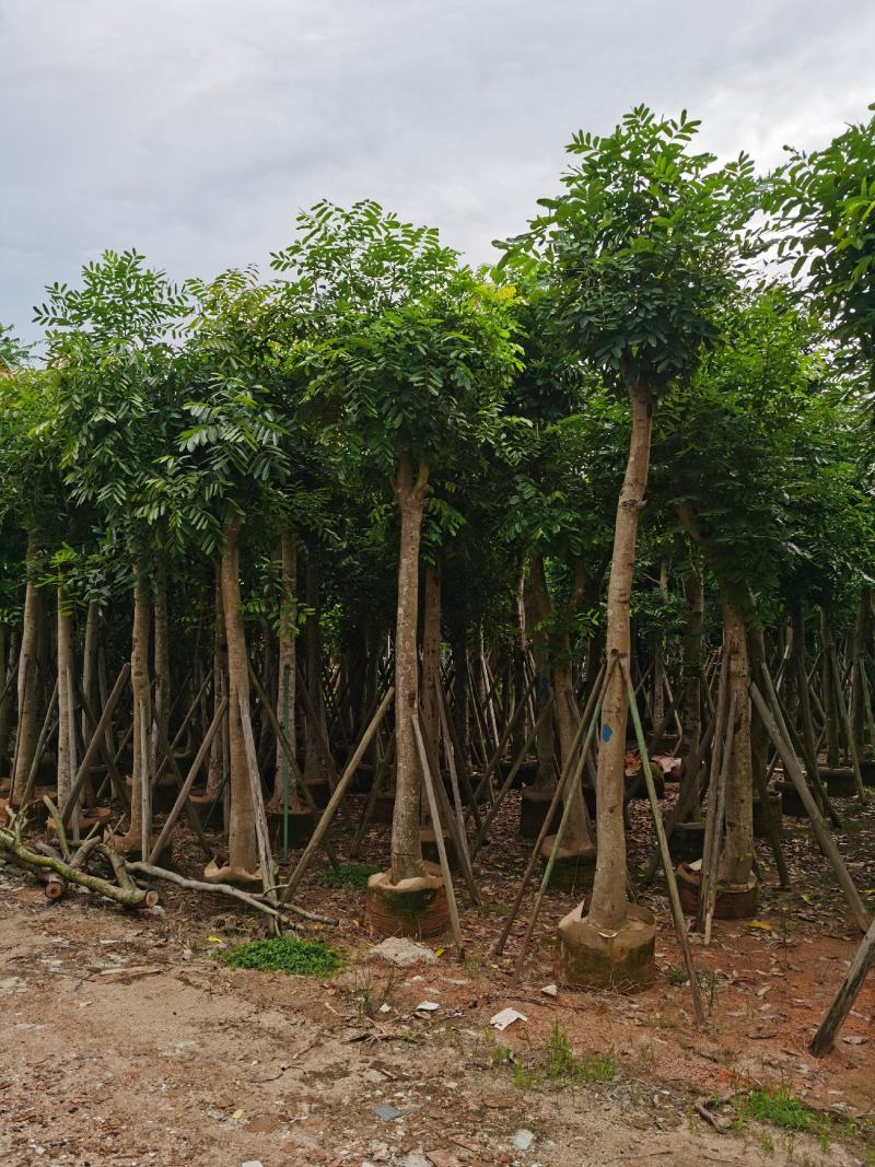 桃花心木，产地直销5-8-10-12分桃花心木袋苗