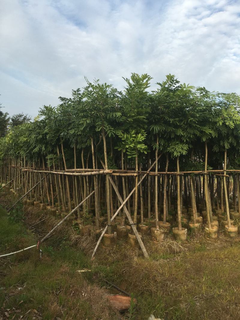 桃花心木，产地直销5-8-10-12分桃花心木袋苗