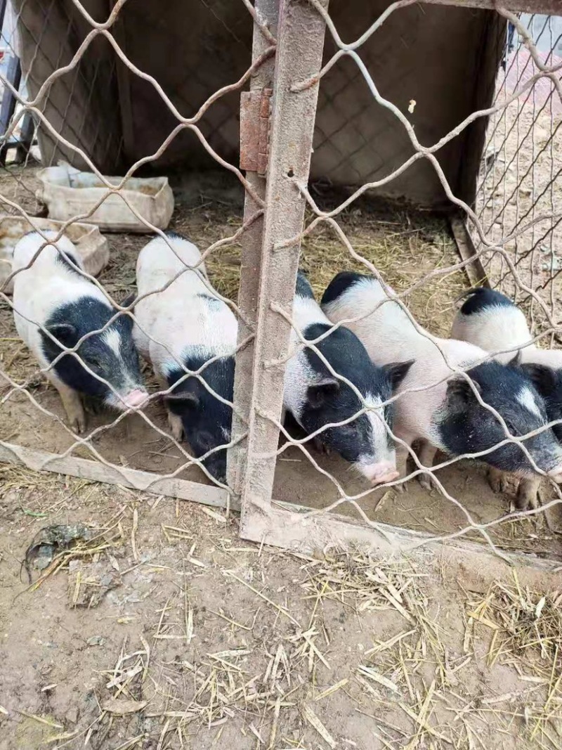 巴马香猪大小都有价格便宜，都是农村散养黑白都有