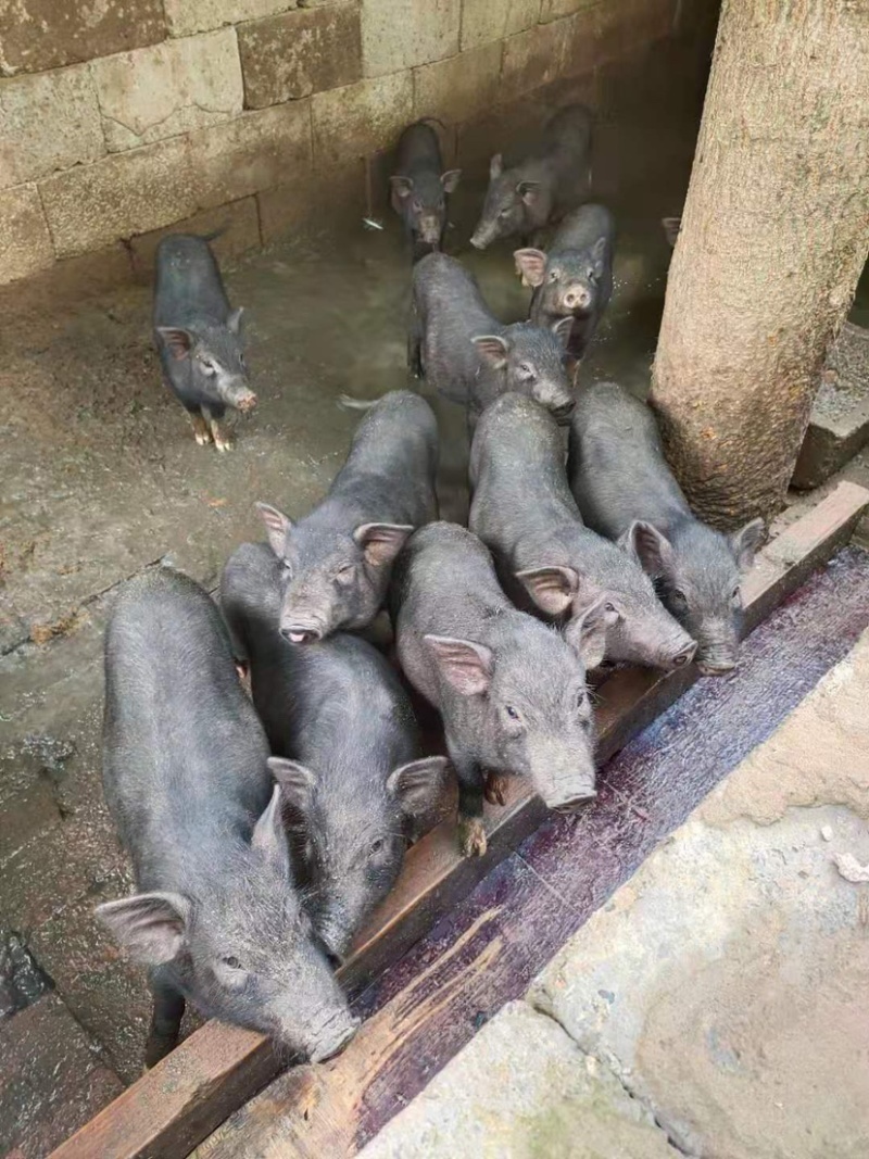 巴马香猪大小都有价格便宜，都是农村散养黑白都有