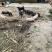 巴马香猪大小都有价格便宜，都是农村散养黑白都有