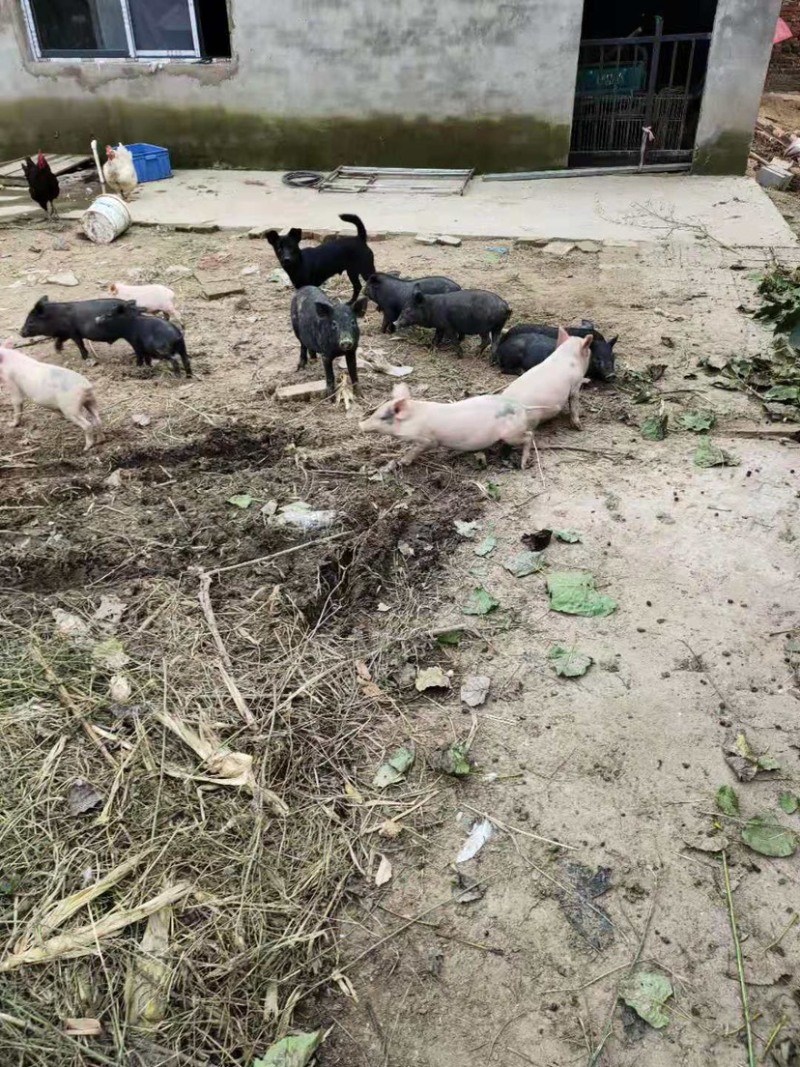 巴马香猪大小都有价格便宜，都是农村散养黑白都有
