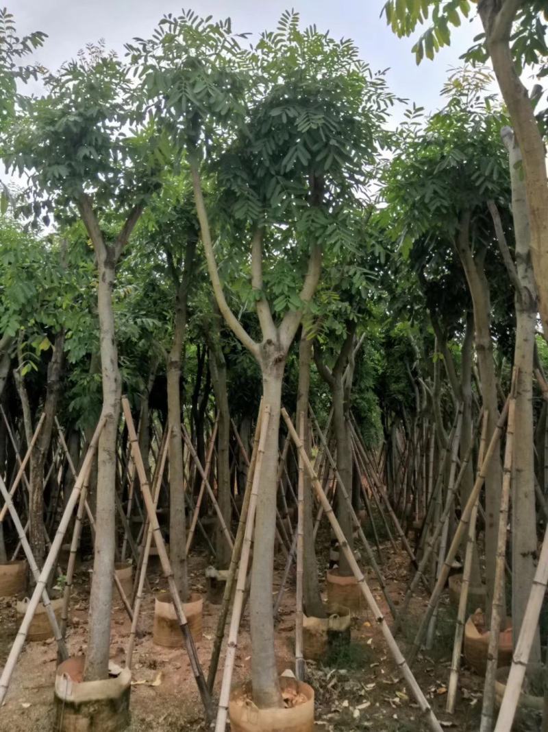 桃花心木，产地直销12-15-18-20分桃花心木袋苗
