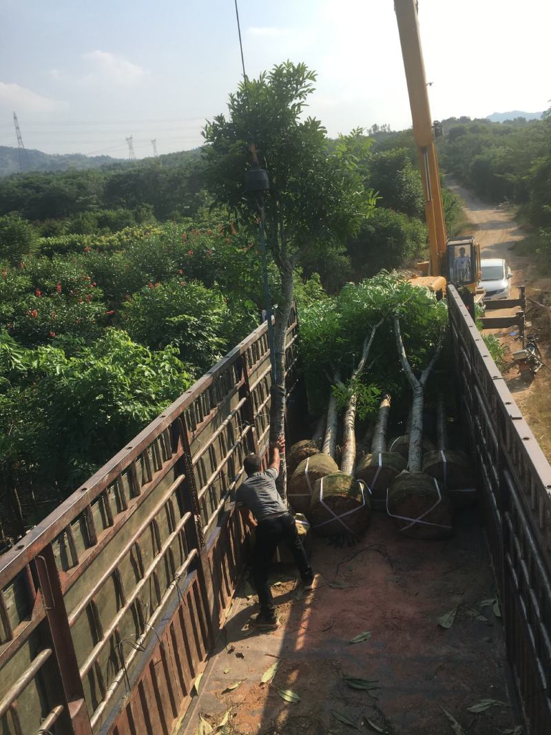 桃花心木，产地直销12-15-18-20分桃花心木袋苗