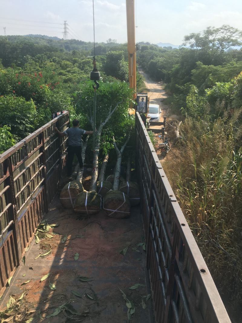 桃花心木，产地直销12-15-18-20分桃花心木袋苗