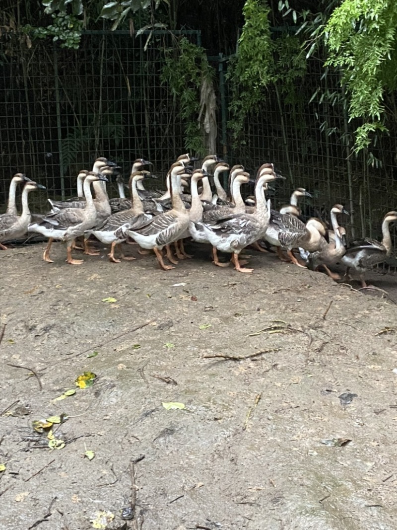 灰鹅价格便宜