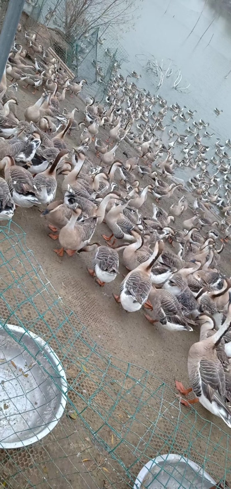 灰鹅价格便宜
