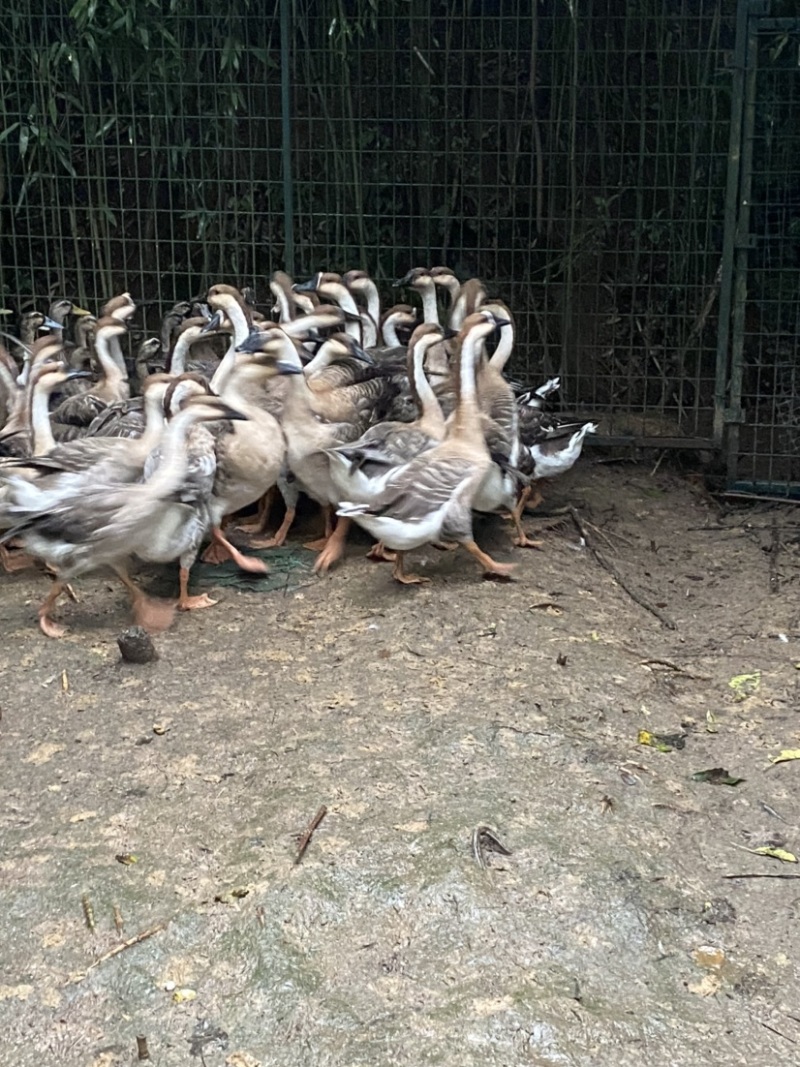 灰鹅价格便宜