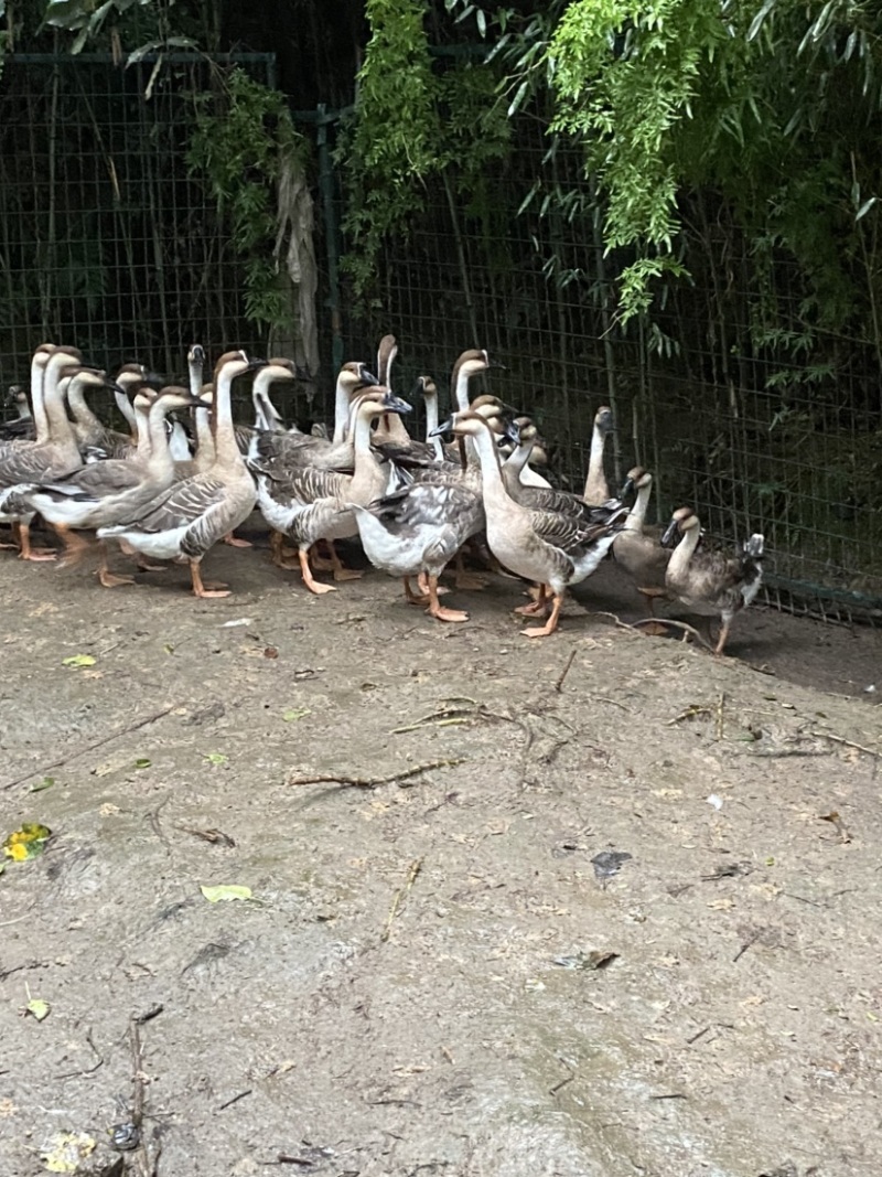 灰鹅价格便宜