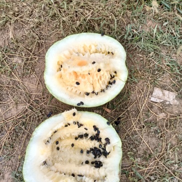 黄瓤打瓜出售