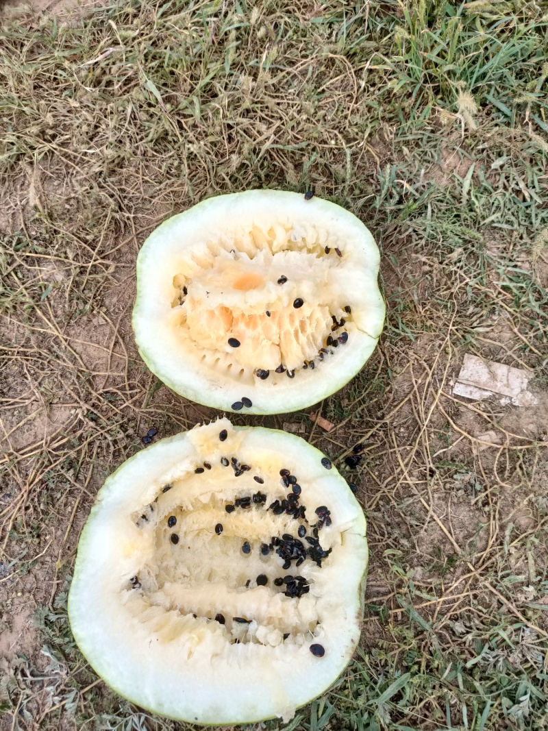 黄瓤打瓜出售