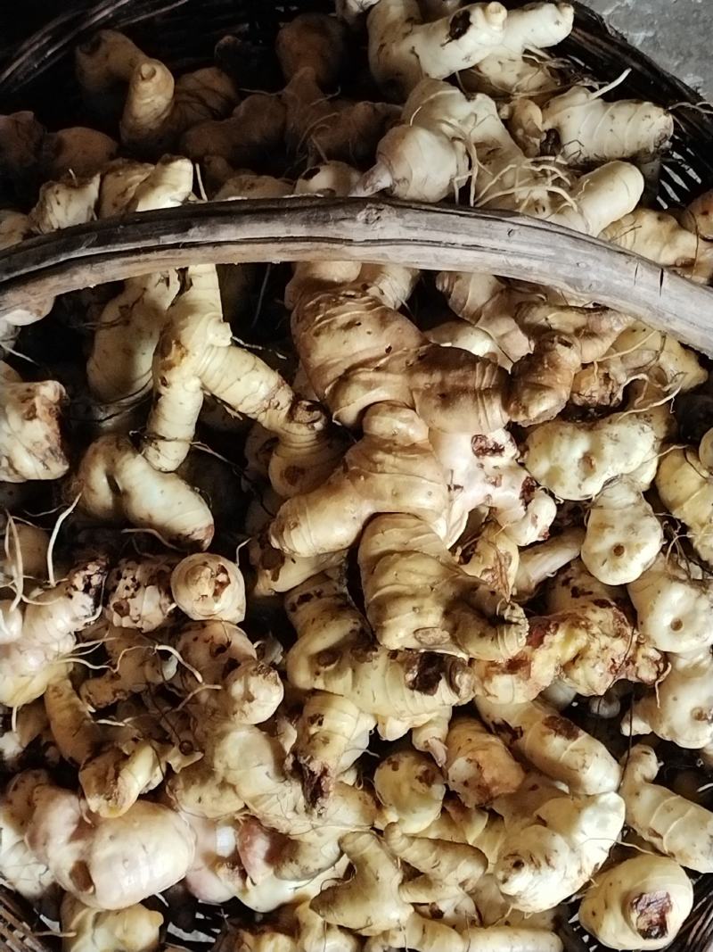 黄精，道家辟谷专用秦岭原始大黄精，生长年限长，