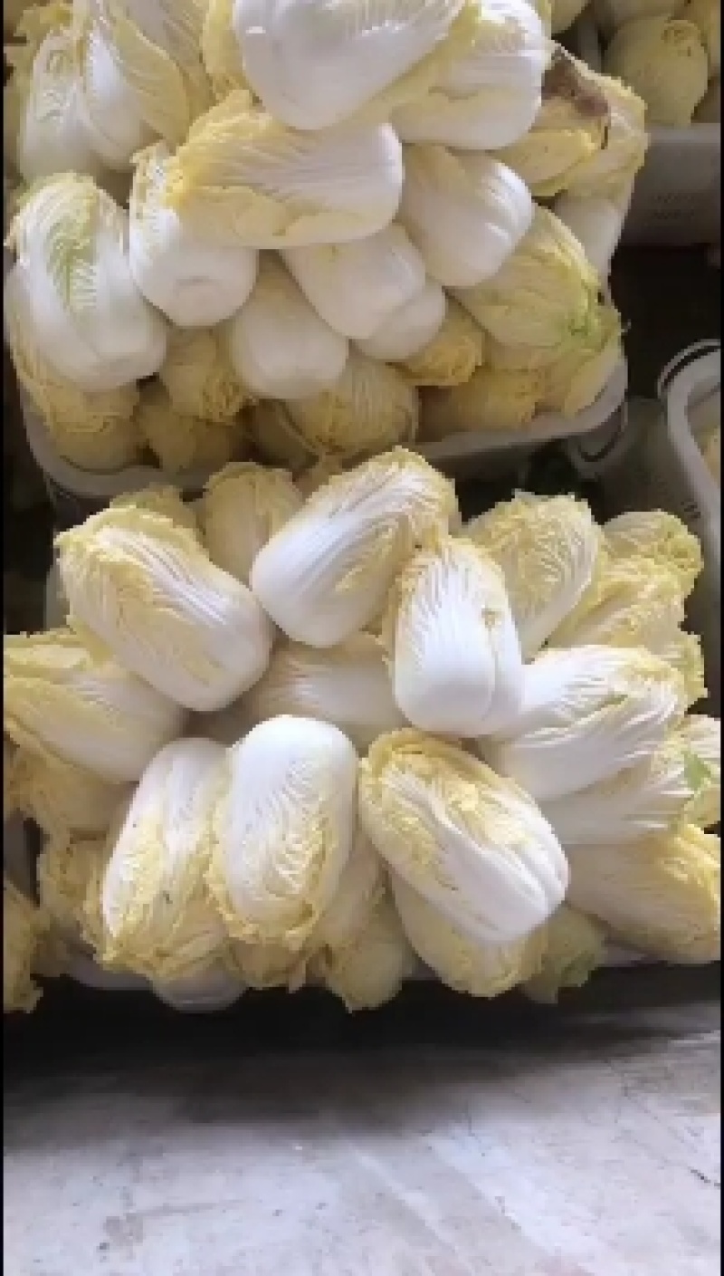 大小娃娃菜大量有货需要的联系！