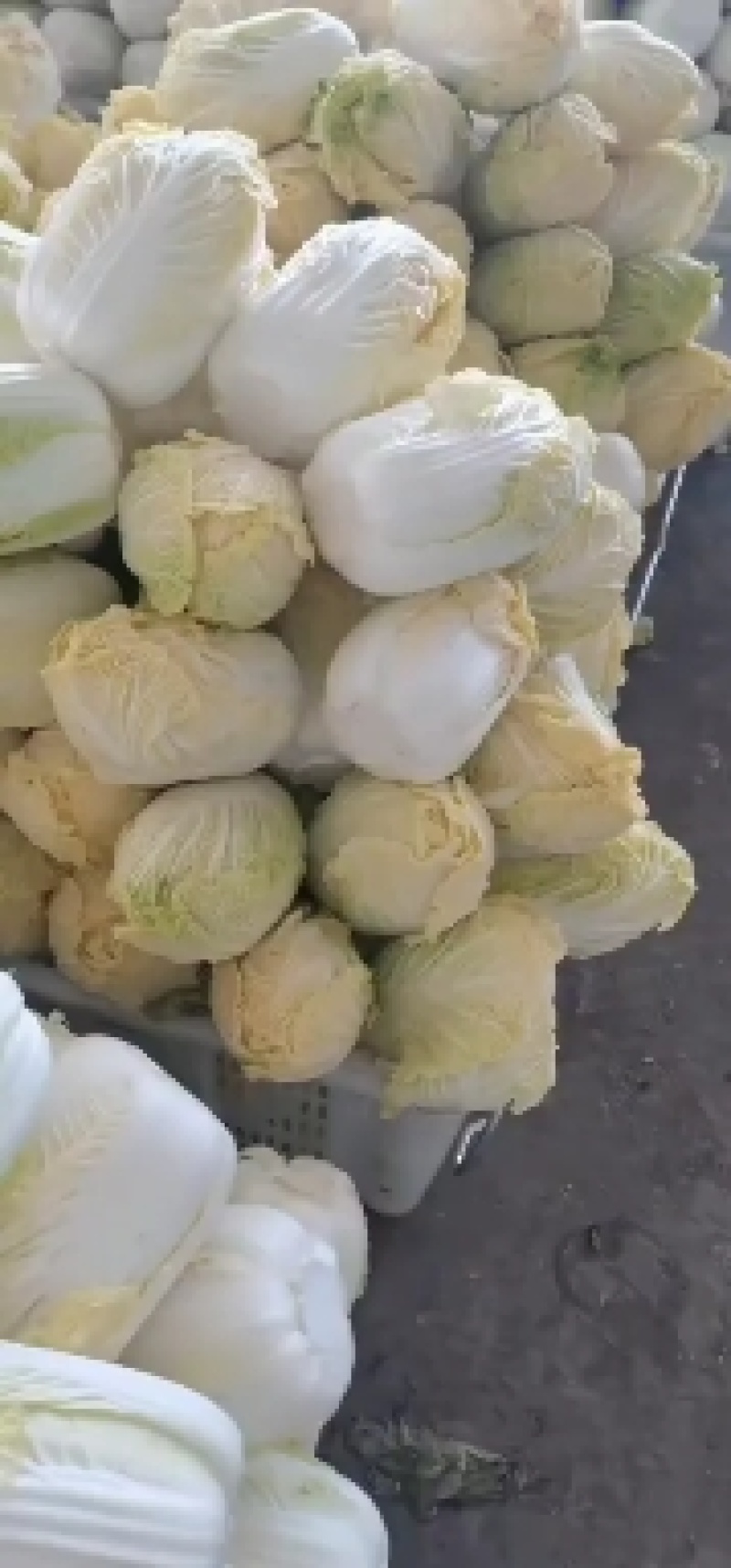大小娃娃菜大量有货需要的联系！