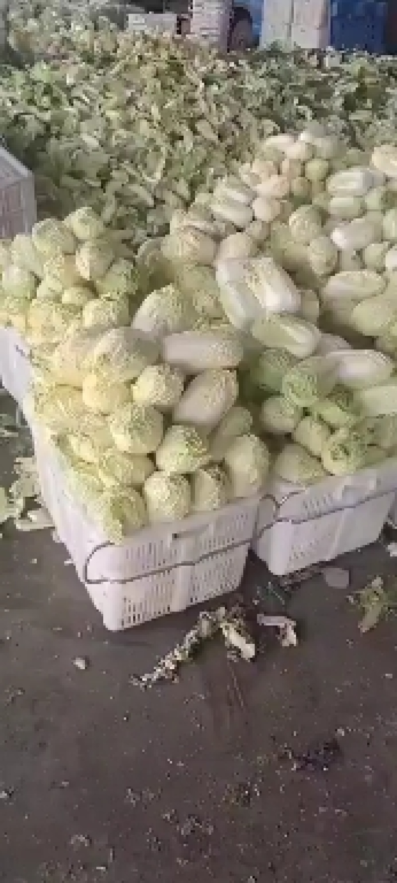 大小娃娃菜大量有货需要的联系！
