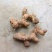 南姜山姜老姜潮汕牛肉火锅卤鹅卤味用